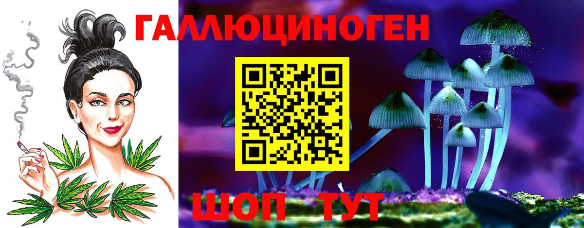Псилоцибиновые грибы Psilocybe Елец